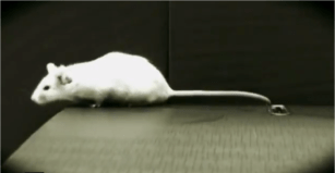 genetics myth mouse 2