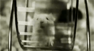 genetics myth mouse3