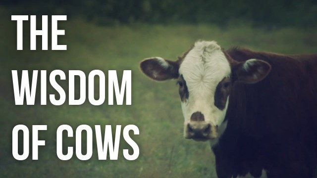 the wisdom of cows