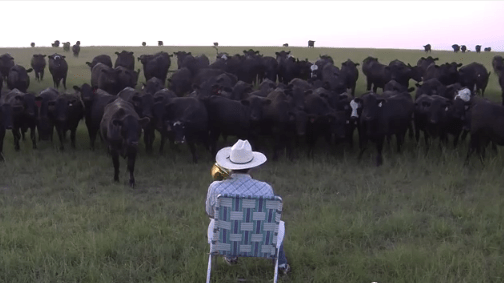 cows trombone deckchair
