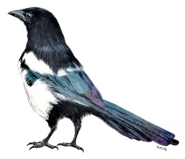magpie