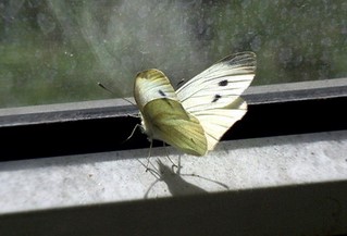 Butterfly trapped in window